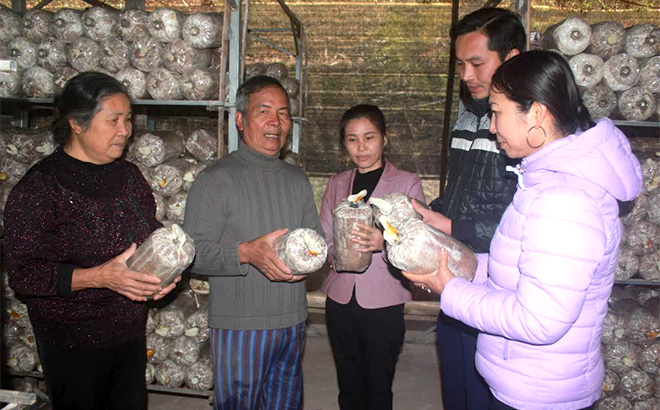Nhiều gia đình hội viên nông dân xã Việt Thành, huyện Trấn Yên trồng nấm cho thu nhập cao.