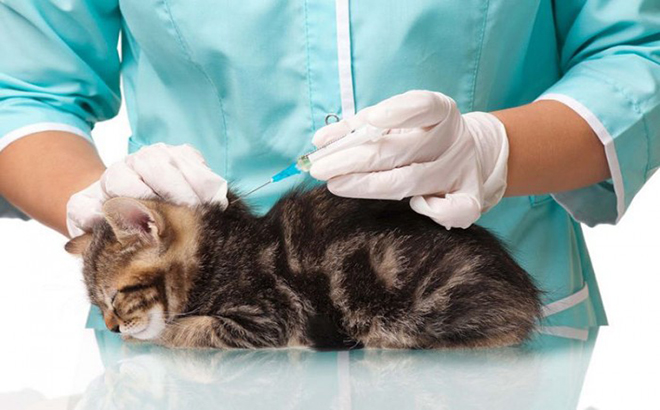 Các hộ dân trong tỉnh phải thực hiện nghiêm việc tiêm phòng vắc xin dại cho chó, mèo, phấn đấu tiêm phòng cho 70% tổng đàn trong năm 2020 (ảnh minh họa).