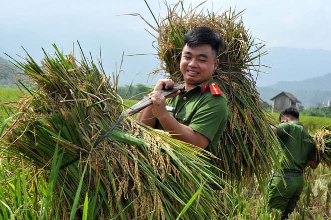 Đoàn viên thanh niên Công an huyện Trấn Yên giúp dân gặt lúa tại xã Hồng Ca