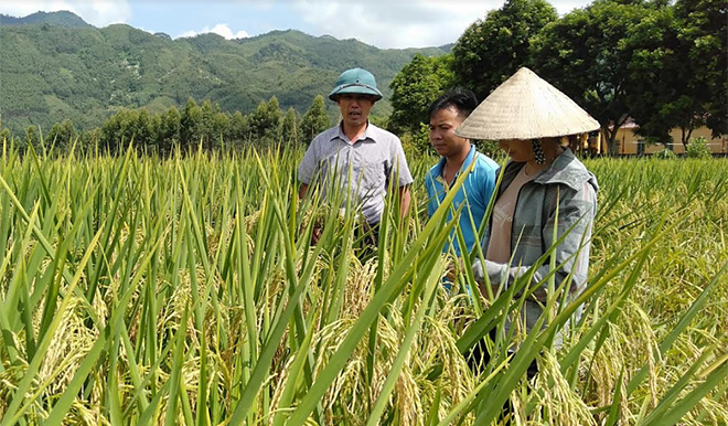 Vùng lúa đặc sản Hương Chiêm xã Bạch Hà đăng ký đạt tiêu chuẩn OCOP 3 sao năm 2020.