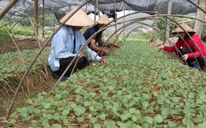 Mô hình sản xuất rau an toàn của lao động nữ nông thôn sau khi tham gia học nghề sản xuất rau an toàn do Trung tâm Hỗ trợ phụ nữ tỉnh tổ chức.