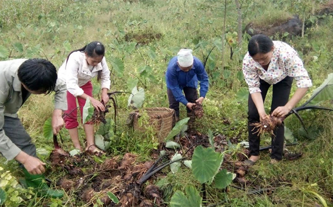 Hội viên Hội Nông dân huyện Lục Yên thu hoạch khoai tím đưa ra thị trường tiêu thụ.