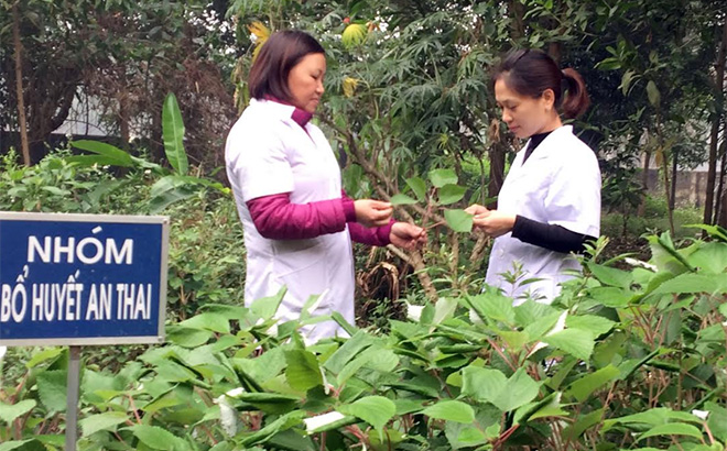 Đến nay, tỷ lệ khám chữa bệnh bằng y học cổ truyền tại các xã trên địa bàn huyện Văn Yên đạt trung bình trên 20%.