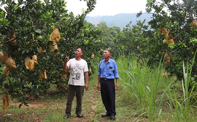 Cán bộ xã tham quan mô hình trồng bưởi Diễn của ông Nguyễn Cao Bàng ở thôn Ngòi Thắm.