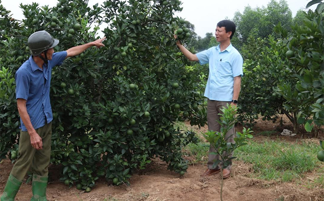 Lãnh đạo xã Đông An tham quan mô hình trồng cây ăn quả có múi của gia đình ông Nguyễn Văn Thuận ở thôn An Khang.