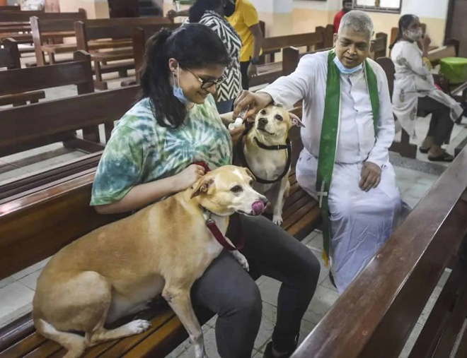 Cha Joe Dsouza vẩy nước thánh lên người hai con chó cưng trong nhà thờ Evangelist hôm 10/10. Ảnh: PTI