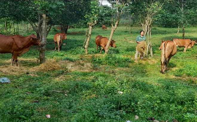 Mô hình vay vốn chăn nuôi bò của gia đình chị Nguyễn Thị Lan Anh, xã Mỹ Gia, huyện Yên Bình.