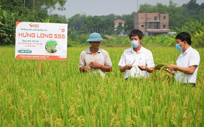 Lãnh đạo Trung tâm Khuyến nông tỉnh (bên phải) trao đổi kinh nghiệm thực hiện mô hình trình diễn giống lúa thuần Hưng Long 555 với tác giả giống lúa (giữa) và ông Tăng Thế Tôn ở thôn Ngòi Đong, xã Giới Phiên.