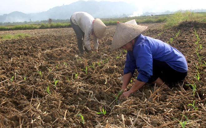 Nông dân xã Đại Phác, huyện Văn Yên trồng ngô đông trên đất hai vụ lúa.