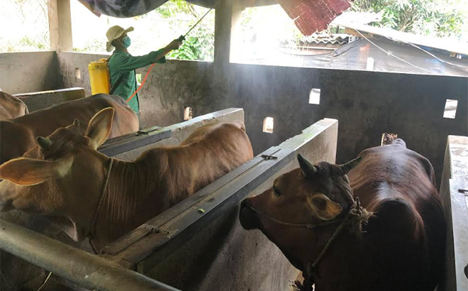 Để bảo vệ đàn vật nuôi, cùng với việc tiêm vắc - xin phòng bệnh thì người dân còn thường xuyên phun khử trùng khu vực chăn nuôi.