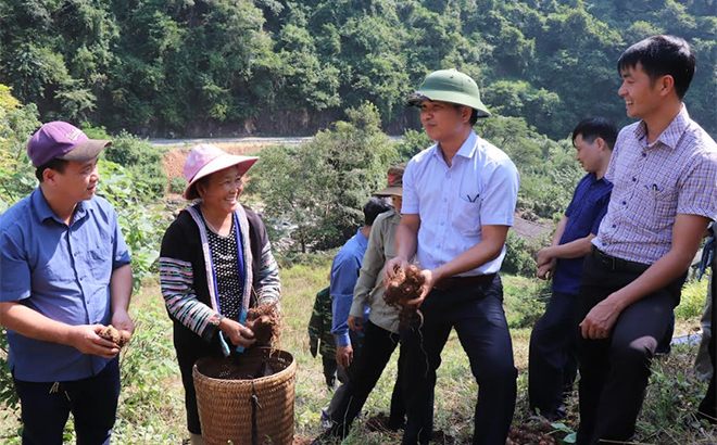 Lãnh đạo Sở Nông nghiệp và Phát triển nông thôn kiểm tra, đánh giá mô hình trồng giống khoai sọ nương Trạm Tấu tại xã Hồ Bốn, huyện Mù Cang Chải.