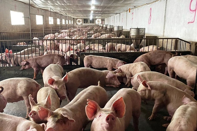 Ngày 22.10, giá lợn hơi đã tăng thêm 2.000-5.000 đồng/kg.