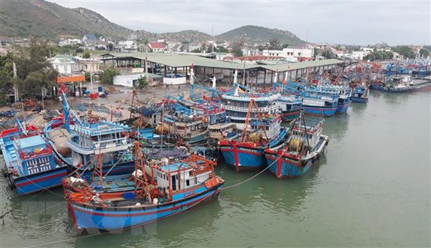 Tàu cá của ngư dân Ninh Thuận và các tỉnh, thành vào neo đậu tại cảng Ninh Chữ (huyện Ninh Hải).