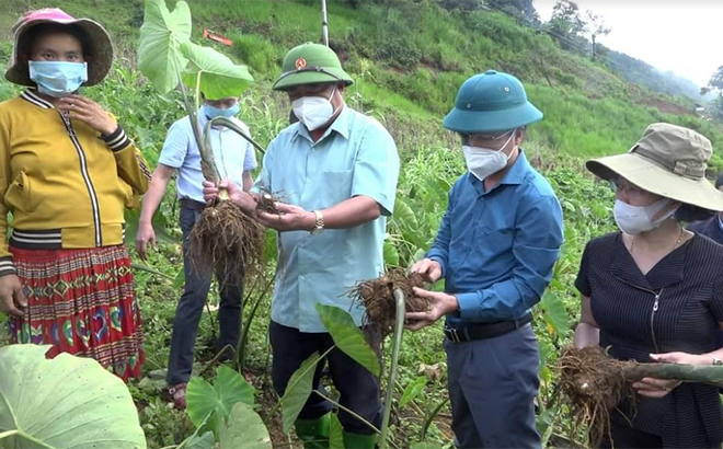 Các đồng chí trong Thường trực HĐND huyện Trạm Tấu kiểm tra, giám sát Đề án trồng khoai sọ ở xã Bản Mù.