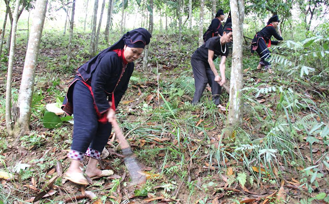 Người Dao xã Nậm Lành, huyện Văn Chấn tích cực trồng và chăm sóc rừng.