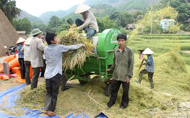 Nông dân huyện Lục Yên thu hoạch lúa mùa.