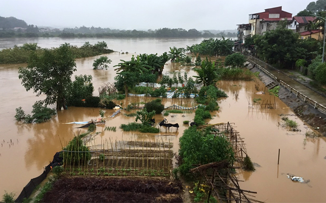 Nước sông Thao tại thành phố Yên Bái đang lên cao. Ảnh chụp lúc 17 giờ ngày 15/10.
