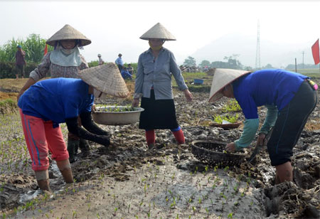 Nông dân huyện Lục Yên xuống giống cây vụ đông. Ảnh T.L