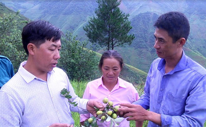 Cán bộ Ban Quản lý Rừng phòng hộ huyện Trạm Tấu hướng dẫn người dân kỹ thuật chăm sóc, thu hái quả sơn tra.