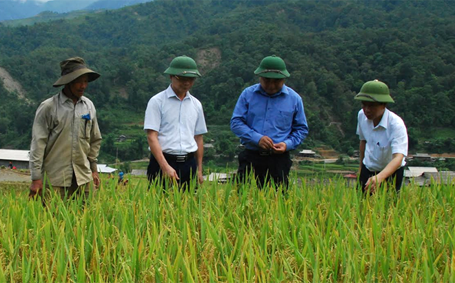 Các đồng chí lãnh đạo huyện Trạm Tấu kiểm tra tình hình sản xuất lúa tại xã Hát Lừu.