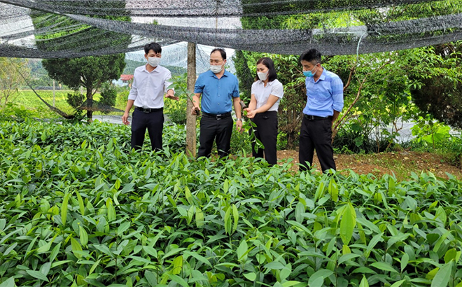 Đồng chí Giàng A Câu - Chủ tịch Hội Nông dân tỉnh (thứ hai, trái sang) thăm mô hình ươm quế giống của nông dân xã Báo Đáp, huyện Trấn Yên.