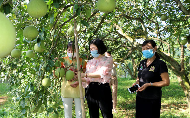 Nhiều phụ nữ ở xã Đại Minh, huyện Yên Bình chú trọng phát triển kinh tế bằng cây bưởi. (Ảnh: Thanh Chi)