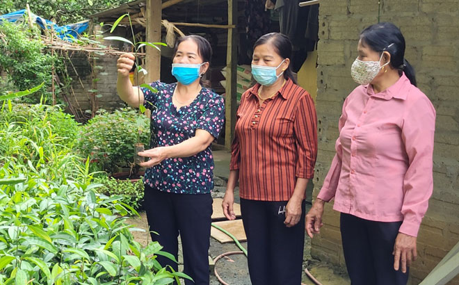 Members of the club in Cau Yen village, Phu Thinh commune of Yen Binh district share experience in growing cinnamon.