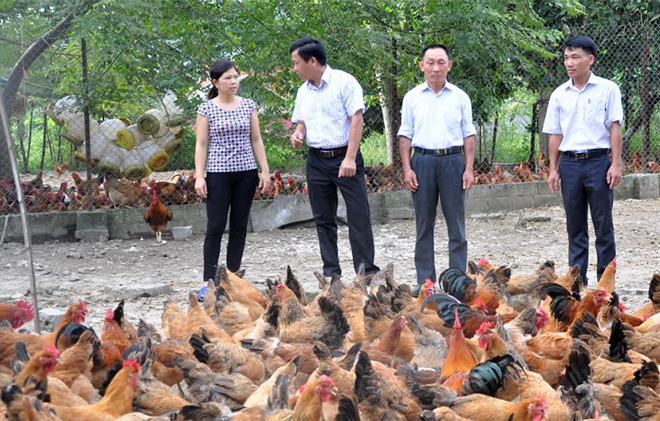 Mô hình chăn nuôi gà thả vườn của chị Đinh Thị Thắng ở xã Mai Sơn.