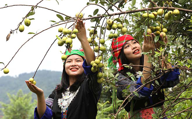 Mong girl standing beside a tao meo tree branch on a ripe rice field is a unique image of Mu Cang Chai in autumn.