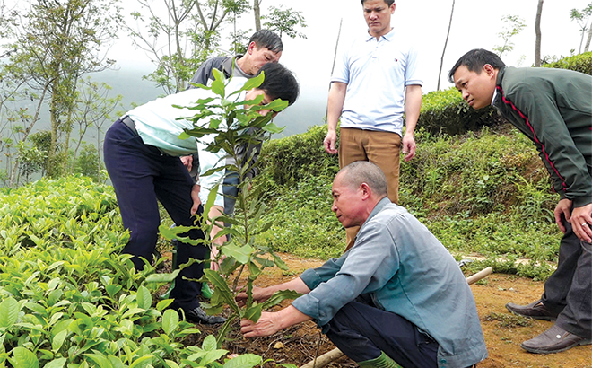 Người dân xã Gia Hội, huyện Văn Chấn chia sẻ kỹ thuật chăm sóc cây mắc ca.