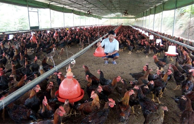 Chăn nuôi gà đạt tiêu chuẩn VietGAP ở Hợp tác xã Chăn nuôi và Dịch vụ nông nghiệp MQ.