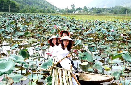 Mùa sen ở Vân Hội. (Ảnh: Thanh Miền)