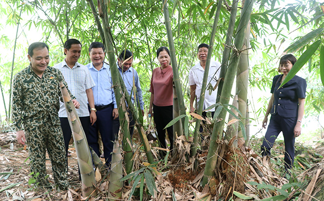 Các đồng chí lãnh đạo huyện Trấn Yên thăm vùng tre Bát Độ xã Kiên Thành.

