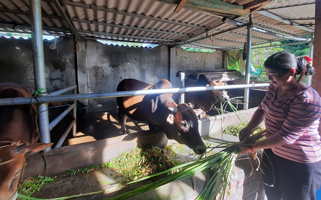 Mô hình chăn nuôi gia súc theo hướng hàng hóa của gia đình chị Lù Thị Sông ở bản Bla Ha B, xã Khao Mang, huyện Mù Cang Chải.