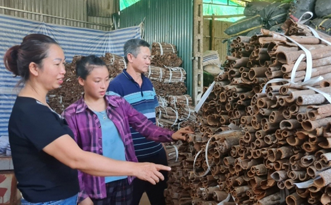 Hội viên Trần Thị Huân làm giàu từ cây quế.