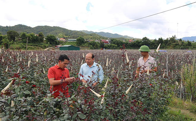 Mô hình liên kết trồng hoa hồng ở xã Nậm Khắt mang lại việc làm, thu nhập ổn định cho người dân địa phương.