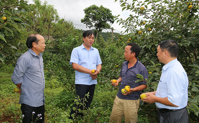 Đồng chí Nông Việt Yên - Bí thư Huyện ủy Mù Cang Chải thăm mô hình hồng giòn không hạt tại xã Nậm Khắt.
