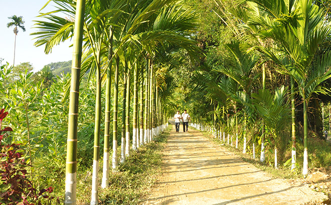 Xã Mai Sơn chủ trương trồng cau toàn bộ các tuyến đường liên thôn, tạo điểm nhấn thu hút khách du lịch.