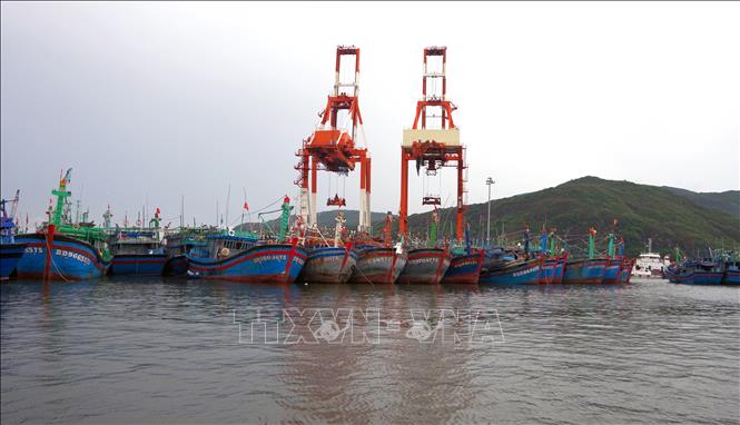 Tàu thuyền của ngư dân neo đậu trú bão tại cảng cá Quy Nhơn, Bình Định. (Ảnh tư liệu)