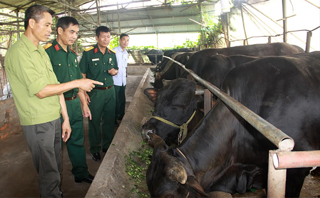 Thương binh Nguyễn Văn Lợi (bên trái) giới thiệu kinh nghiệm chăn nuôi bò 3B với lãnh đạo Hội Cựu chiến binh huyện Trấn Yên.