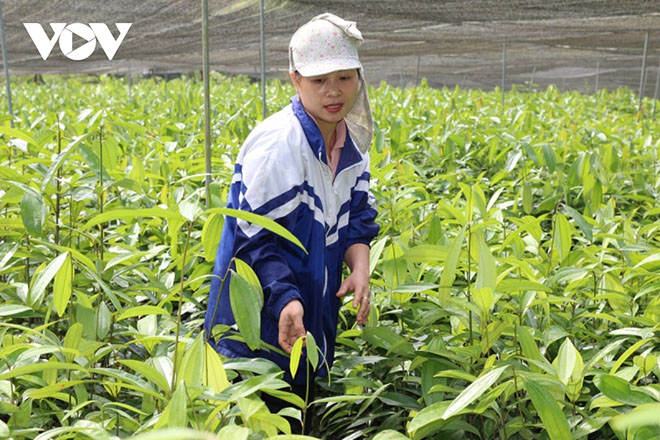 Chị Thuận chăm sóc 1 trong 5 vườn cây giống của mình.