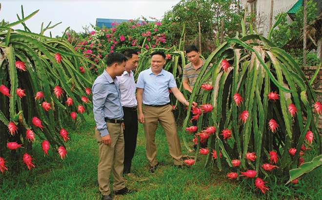 Lãnh đạo huyện Trấn Yên thăm mô hình trồng thanh long ruột đỏ tại xã Minh Quân.