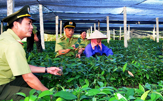Lãnh đạo Hạt Kiểm lâm huyện Văn Chấn kiểm tra giống cây lâm nghiệp phục vụ công tác trồng rừng.