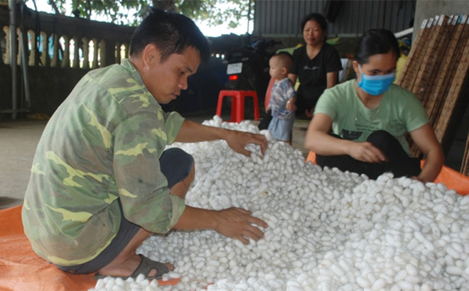 Thương lái đang thu mua kén tằm.