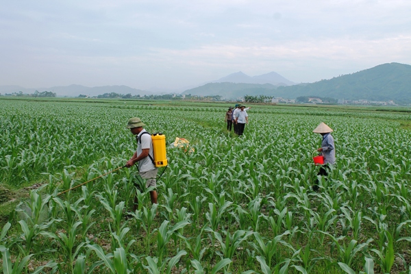 Sản xuất vụ đông ở Văn Yên đã và đang trở thành vụ sản xuất chính. (Ảnh: minh họa)