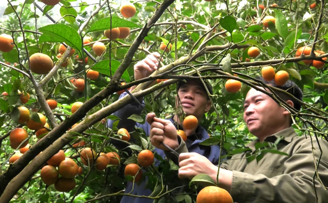Planting organic orange trees brings high income to members of Binh Thuan orange cooperative in Van Chan district.