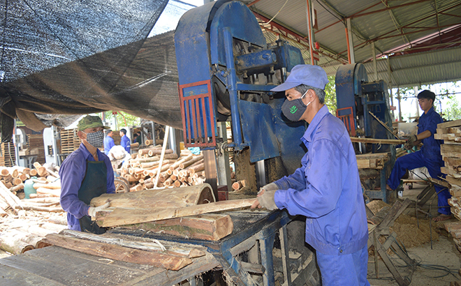 Chế biến gỗ rừng trồng tại Công ty TNHH Công nghiệp Hòa Phát, huyện Yên Bình.