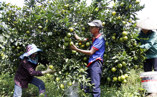 Năm nay, anh Phan Văn Huân - thôn Nghĩa Lập Cọ thu về trên 250 triệu đồng nhờ trồng cam