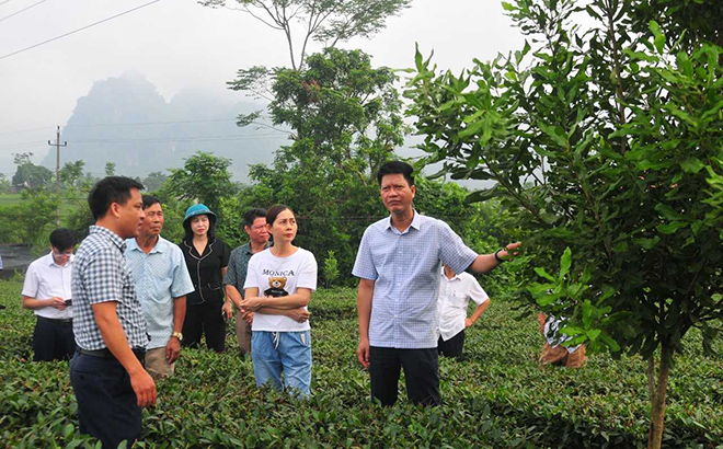 Đồng chí Nguyễn Thế Phước - Ủy viên Ban Thường vụ Tỉnh ủy, Phó Chủ tịch Thường trực UBND tỉnh  cùng các thành viên Tổ công tác số 8 kiểm tra mô hình trồng cây mắc ca xen chè tại tổ dân phố số 1, thị trấn Nông trường Liên Sơn.