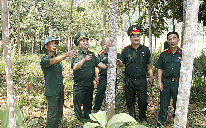 Cựu chiến binh Hoàng Đình Lành (người ngoài cùng, bên trái) giới thiệu với lãnh đạo Hội CCB huyện Văn Yên về đồi quế của gia đình.
